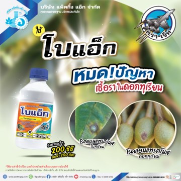 โบแอ็ก